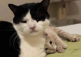 Illustration de l'article : Un grand chat aide sa maîtresse bénévole à éduquer un tout petit chaton sauvé de justesse qu'elle vient de recueillir (vidéo)
