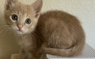 Illustration de l'article : Un grand chat aide sa maîtresse bénévole à éduquer un tout petit chaton sauvé de justesse qu'elle vient de recueillir (vidéo)