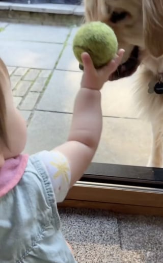 Illustration de l'article : Une Golden Retriever apprend doucement &agrave; un b&eacute;b&eacute; comment jouer &agrave; la balle avec elle (vid&eacute;o)
