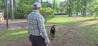 Illustration de l'article : Un Labrador particulièrement paisible mis à l'honneur lors d'une cérémonie pour avoir chassé un dangereux cambrioleur