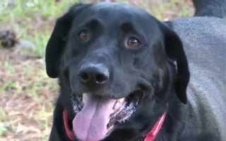 Illustration de l'article : Un Labrador particulièrement paisible mis à l'honneur lors d'une cérémonie pour avoir chassé un dangereux cambrioleur
