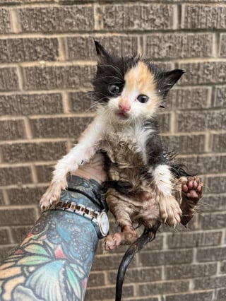 Illustration de l'article : Apr&egrave;s avoir escalad&eacute; une corde de fortune pour sortir d'un conduit, un chaton est adopt&eacute; par l'agent de s&eacute;curit&eacute; ayant alert&eacute; sa sauveuse