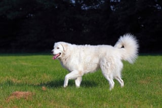 Illustration de l'article : 10 races de chiens qui sont de v&eacute;ritables g&eacute;ants au c&oelig;ur tendre