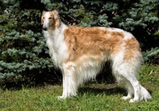 Illustration de l'article : 10 races de chiens qui sont de v&eacute;ritables g&eacute;ants au c&oelig;ur tendre