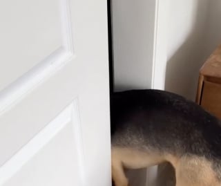 Illustration de l'article : Un homme r&eacute;conforte son chien qui s&rsquo;est cach&eacute; dans le placard avant son premier trajet en voiture (vid&eacute;o)