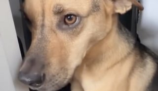 Illustration de l'article : Un homme r&eacute;conforte son chien qui s&rsquo;est cach&eacute; dans le placard avant son premier trajet en voiture (vid&eacute;o)