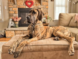 Illustration de l'article : 10 races de chiens qui sont de v&eacute;ritables g&eacute;ants au c&oelig;ur tendre