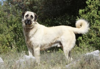 Illustration de l'article : 10 races de chiens qui sont de v&eacute;ritables g&eacute;ants au c&oelig;ur tendre