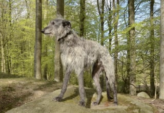 Illustration de l'article : 10 races de chiens qui sont de v&eacute;ritables g&eacute;ants au c&oelig;ur tendre