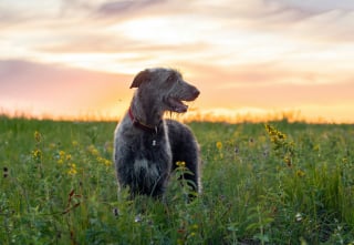 Illustration de l'article : 10 races de chiens qui sont de v&eacute;ritables g&eacute;ants au c&oelig;ur tendre