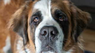 Illustration de l'article : 10 races de chiens qui sont de v&eacute;ritables g&eacute;ants au c&oelig;ur tendre