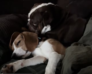 Illustration de l'article : Sauv&eacute; d&rsquo;un &eacute;levage destin&eacute; &agrave; la recherche scientifique, ce Beagle trouve du r&eacute;confort aupr&egrave;s du Bulldog Anglais de sa famille d&rsquo;accueil (vid&eacute;o)