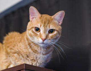 Illustration de l'article : Pourquoi les pupilles de votre chat se dilatent-elles soudainement ?