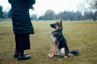 Illustration de l'article : La science prouve que le sommeil aide votre chien &agrave; consolider sa m&eacute;moire