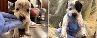 Illustration de l'article : Inconsolable en l'absence de ses chiots, cette chienne retrouve sa joie perdue quand on les lui amène au refuge 5 jours plus tard