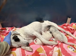 Illustration de l'article : Inconsolable en l'absence de ses chiots, cette chienne retrouve sa joie perdue quand on les lui amène au refuge 5 jours plus tard