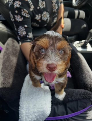Illustration de l'article : Un chiot passe l'un des meilleurs moments de sa vie en s'amusant &agrave; courir apr&egrave;s sa laisse enroul&eacute;e autour d'un pilier (vid&eacute;o)