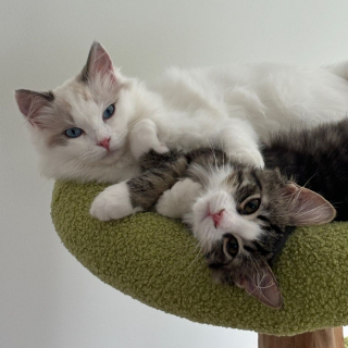 Illustration de l'article : Cette chatte Ragdoll asthmatique regarde sa ma&icirc;tresse avec des yeux pleins d'amour et de curiosit&eacute; quand elle se coiffe (vid&eacute;o)