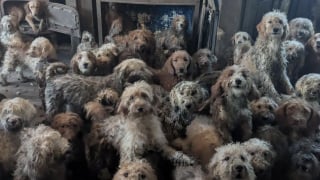 Illustration de l'article : Sauvée en même temps que 250 animaux, cette chienne commence une nouvelle vie à 13 ans, aux côtés d’adoptants ravis