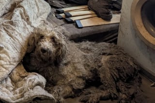 Illustration de l'article : Sauvée en même temps que 250 animaux, cette chienne commence une nouvelle vie à 13 ans, aux côtés d’adoptants ravis