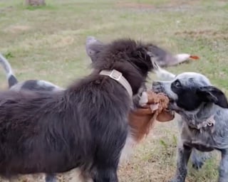 Illustration de l'article : Couverte de tiques et anémiée, cette jeune chienne bien soignée par sa famille d’accueil répand désormais sa joie de vivre