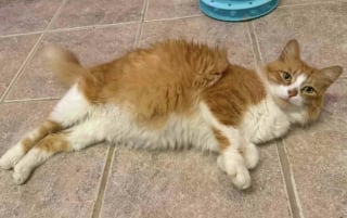 Illustration de l'article : Une chatte retrouvée dans un immeuble donne vie à ses chatons et peut prendre soin d’eux dans une famille d’accueil