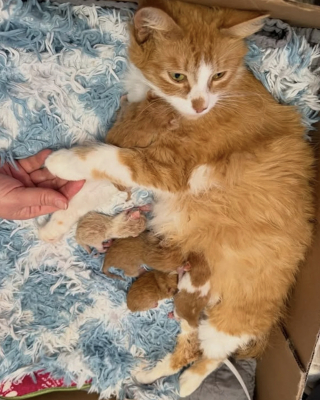Illustration de l'article : Une chatte retrouvée dans un immeuble donne vie à ses chatons et peut prendre soin d’eux dans une famille d’accueil