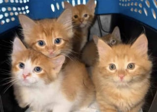 Illustration de l'article : Une chatte retrouvée dans un immeuble donne vie à ses chatons et peut prendre soin d’eux dans une famille d’accueil