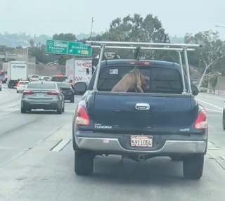 Illustration de l'article : Attach&eacute; trop court au point d'&ecirc;tre suspendu &agrave; l'arri&egrave;re d'une camionnette, ce Pitbull bless&eacute; au cou est soign&eacute; en refuge en attendant l'adoption (vid&eacute;o)