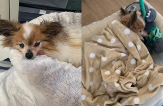 Illustration de l'article : Lazare, chien haut-savoyard qui pourrait avoir battu le record de long&eacute;vit&eacute;, s&rsquo;est &eacute;teint &agrave; 30 ans apr&egrave;s un dernier mois entour&eacute; d&rsquo;amour
