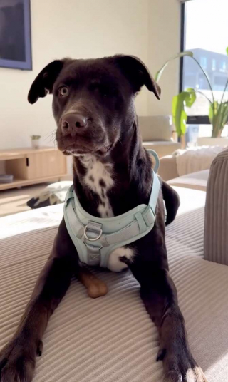 Illustration de l'article : Après quelques jours d'attente, une fillette retrouve la chienne borgne qui l'a marquée au refuge et l'adopte (vidéo)