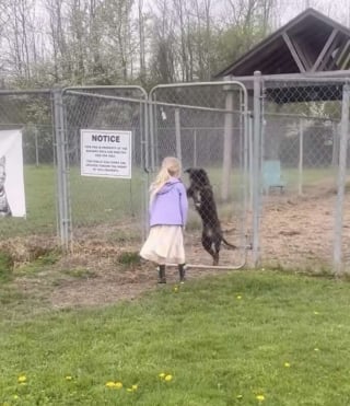 Illustration de l'article : Après quelques jours d'attente, une fillette retrouve la chienne borgne qui l'a marquée au refuge et l'adopte (vidéo)
