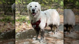 Illustration de l'article : 12 photos de chiens qui se sont roulés dans la boue et ne le regrettent absolument pas