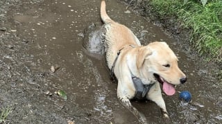 Illustration de l'article : 12 photos de chiens qui se sont roulés dans la boue et ne le regrettent absolument pas