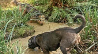 Illustration de l'article : 12 photos de chiens qui se sont roulés dans la boue et ne le regrettent absolument pas