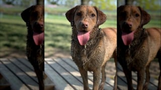 Illustration de l'article : 12 photos de chiens qui se sont roulés dans la boue et ne le regrettent absolument pas
