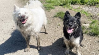 Illustration de l'article : 12 photos de chiens qui se sont roulés dans la boue et ne le regrettent absolument pas