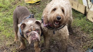 Illustration de l'article : 12 photos de chiens qui se sont roulés dans la boue et ne le regrettent absolument pas