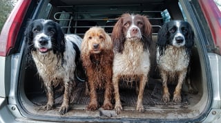 Illustration de l'article : 12 photos de chiens qui se sont roulés dans la boue et ne le regrettent absolument pas