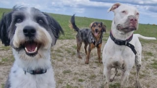 Illustration de l'article : 12 photos de chiens qui se sont roulés dans la boue et ne le regrettent absolument pas