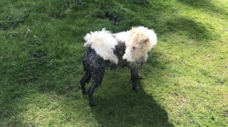 Illustration de l'article : 12 photos de chiens qui se sont roulés dans la boue et ne le regrettent absolument pas