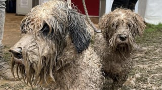 Illustration de l'article : 12 photos de chiens qui se sont roulés dans la boue et ne le regrettent absolument pas