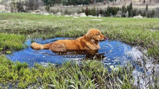 Illustration de l'article : 12 photos de chiens qui se sont roulés dans la boue et ne le regrettent absolument pas
