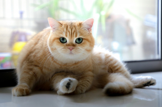 Illustration de l'article : Vrai ou faux ? Un chat un peu enrobé est simplement heureux et bien nourri