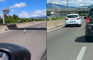 Illustration de l'article : En deuil depuis la disparition de sa m&egrave;re, une chienne fugue et se retrouve sur l'autoroute o&ugrave; automobilistes et policiers la sauvent