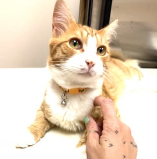 Illustration de l'article : Ce chat errant en qu&ecirc;te d&rsquo;affection d&eacute;cide de choisir une famille dans la rue et trouve enfin un foyer (vid&eacute;o)