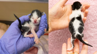 Illustration de l'article : N&eacute;s pr&eacute;matur&eacute;ment et &eacute;lev&eacute;s par une m&egrave;re d'accueil b&eacute;n&eacute;vole, ces 2 chatons vuln&eacute;rables deviennent ins&eacute;parables avant leur adoption commune