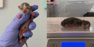 Illustration de l'article : N&eacute;s pr&eacute;matur&eacute;ment et &eacute;lev&eacute;s par une m&egrave;re d'accueil b&eacute;n&eacute;vole, ces 2 chatons vuln&eacute;rables deviennent ins&eacute;parables avant leur adoption commune