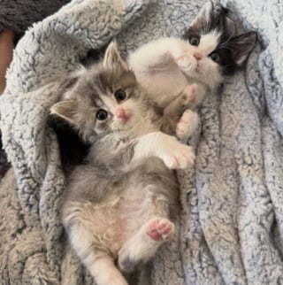 Illustration de l'article : N&eacute;s pr&eacute;matur&eacute;ment et &eacute;lev&eacute;s par une m&egrave;re d'accueil b&eacute;n&eacute;vole, ces 2 chatons vuln&eacute;rables deviennent ins&eacute;parables avant leur adoption commune