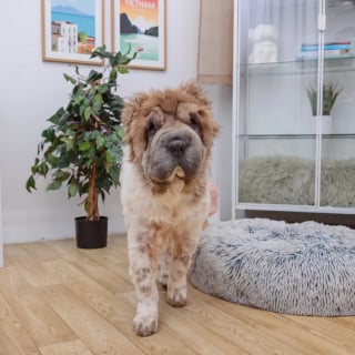 Illustration de l'article : Cette chienne de refuge se méfiait des hommes jusqu’à ce que son soigneur mette une perruque pour gagner sa confiance (vidéo)